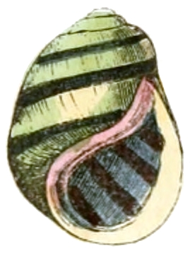 Painted rocksnail